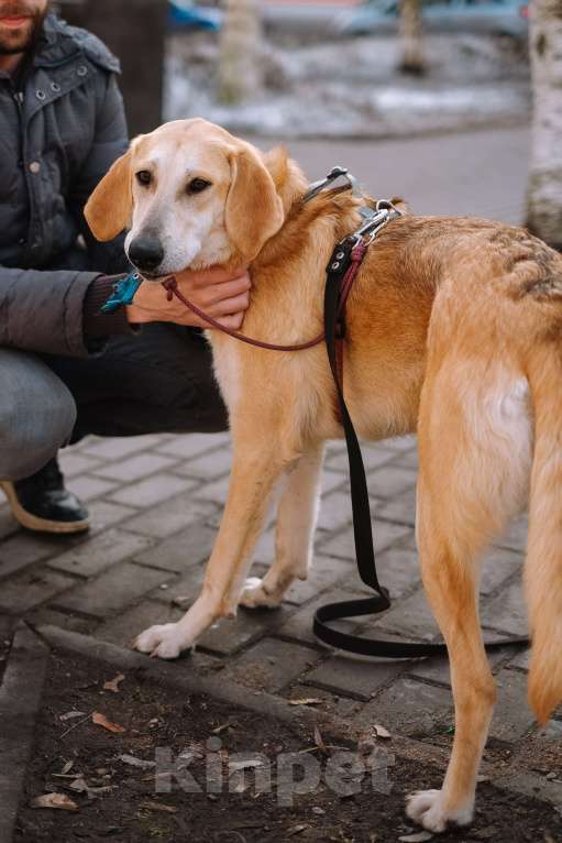 Собаки в Санкт-Петербурге: Красавица Рикки из приюта ищет дом Девочка, Бесплатно - фото 5