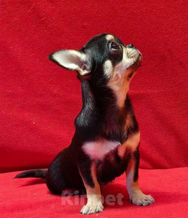 Собаки в Москве: Чихуахуа. Девочка. Девочка, 60 000 руб. - фото 6