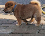 Собаки в Яхроме: Питомник КОВЧЕГ НОМИЛУ, щенки сиба Мальчик, 80 000 руб. - фото 4
