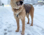 Собаки в Всеволожске: Альфа в поисках дома Девочка, Бесплатно - фото 2
