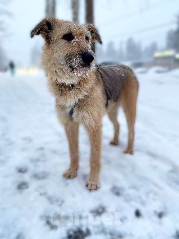 Собаки в Всеволожске: Альфа в поисках дома Девочка, Бесплатно - фото 2