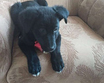 Собаки в Санкт-Петербурге: Чудесный умный щенок ищет дом Девочка, Бесплатно - фото 3