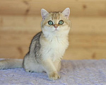 Кошки в Владивостоке: Британский котенок. Золотая девочка Девочка, 50 000 руб. - фото 2