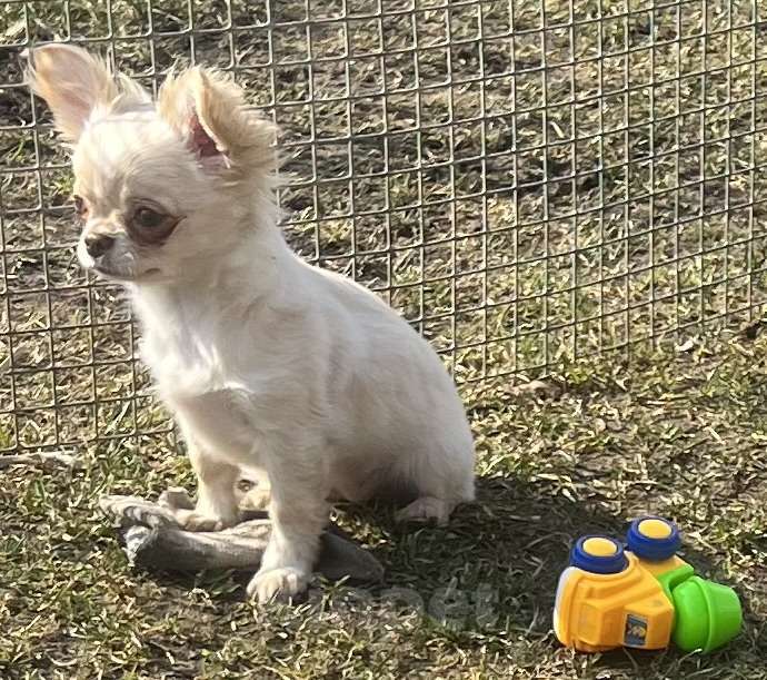 Собаки в Санкт-Петербурге: Щенки чихуахуа Девочка, 40 000 руб. - фото 2