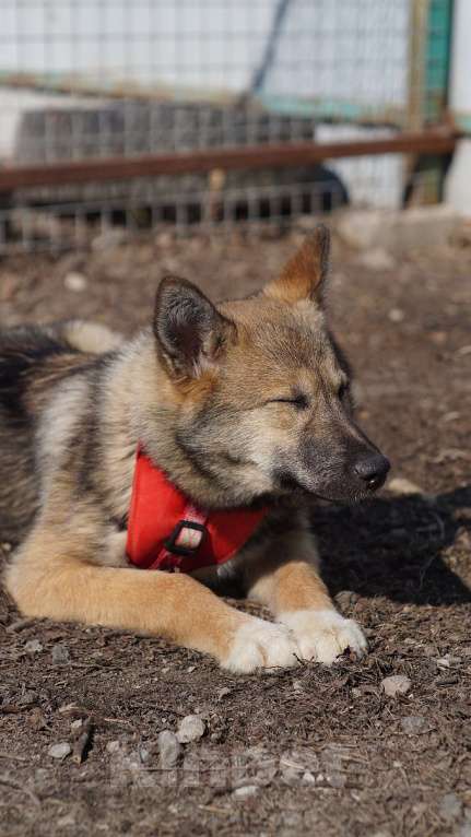 Собаки в Ногинске: Щенок ищет дом Девочка, Бесплатно - фото 7
