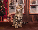 Кошки в Москве: Бенгальский котенок. Мальчик Мальчик, 55 000 руб. - фото 10
