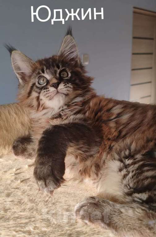 Кошки в Череповце: Чистопородный Мейн Кун Мальчик, 35 000 руб. - фото 5