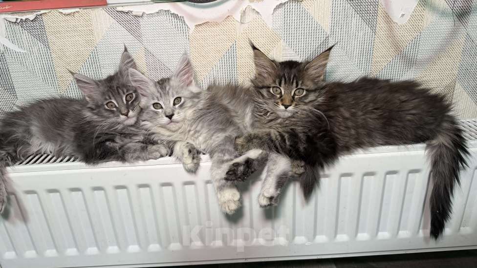 Кошки в Санкт-Петербурге: Котёнок мейн-кун Девочка, 28 000 руб. - фото 2