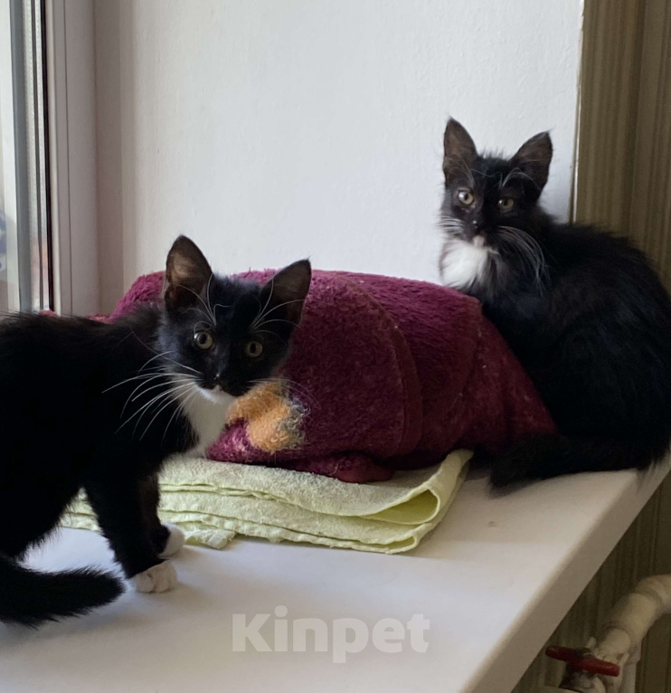 Кошки в Хабаровске: Кошечка Луффи Девочка, Бесплатно - фото 1