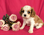 Собаки в Москве: Мальчик Кавалер Кинг Чарльз Спаниель Мальчик, 90 000 руб. - фото 2