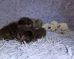Кошки в Сальске: Шотландские котята (в Колпино), 4 500 руб. - фото 5