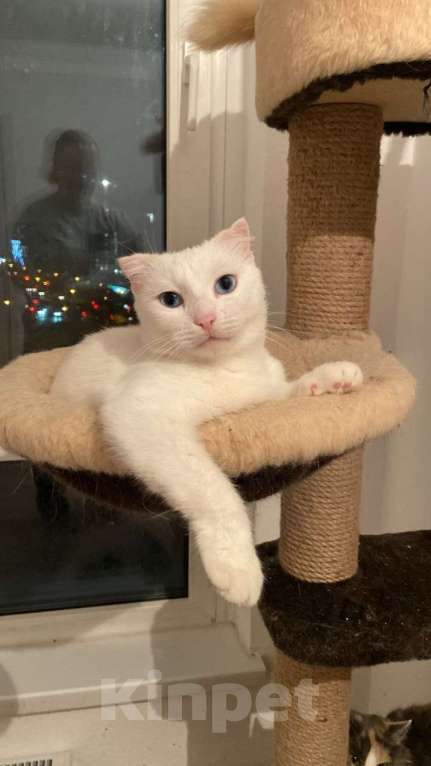 Кошки в Москве: Белый ангел Поэзия в добрые руки Девочка, 1 руб. - фото 1