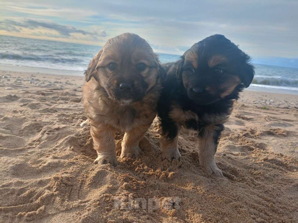 Собаки в Севастополе: В добрые ручки Девочка, Бесплатно - фото 5