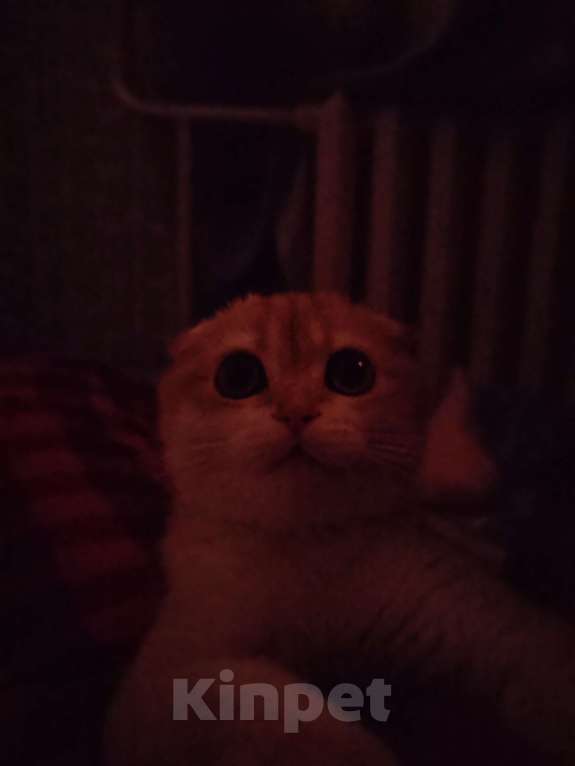 Кошки в Владивостоке: Шотландский золотой фолд Мальчик, 40 000 руб. - фото 2