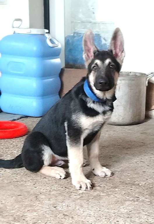 Собаки в других городах Краснодарского края: Щенок Восточноевропейской овчарки Девочка, 50 000 руб. - фото 1