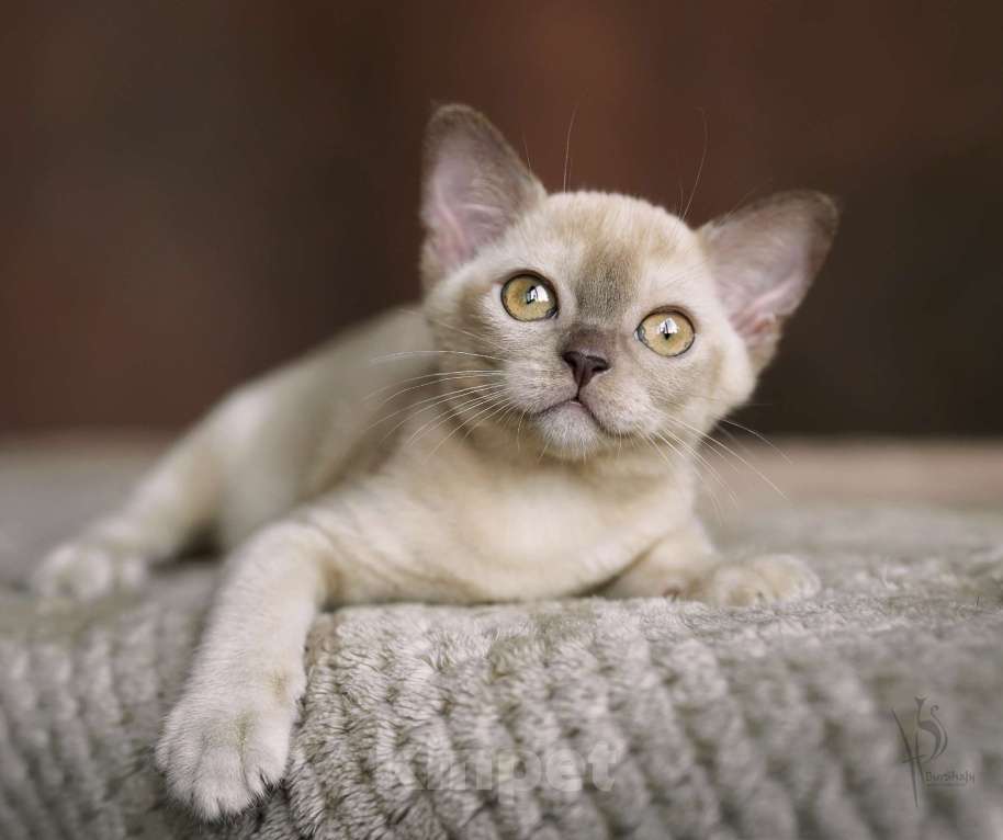 Кошки в Москве: Европейская Бурма шоколадная Девочка Девочка, Бесплатно - фото 4