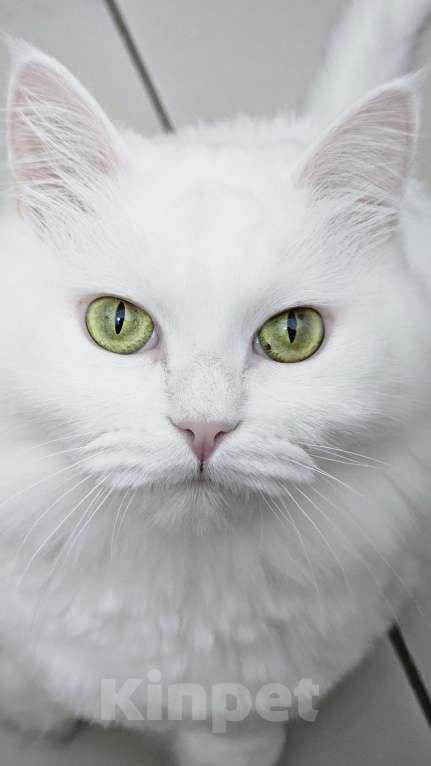 Кошки в Краснодаре: отдам кошечку Белку Девочка, Бесплатно - фото 1