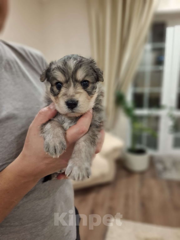 Собаки в других городах Московской области: Щенки метиса бордер-колли и бельгийской овчарки Разнополые, 1 000 руб. - фото 7