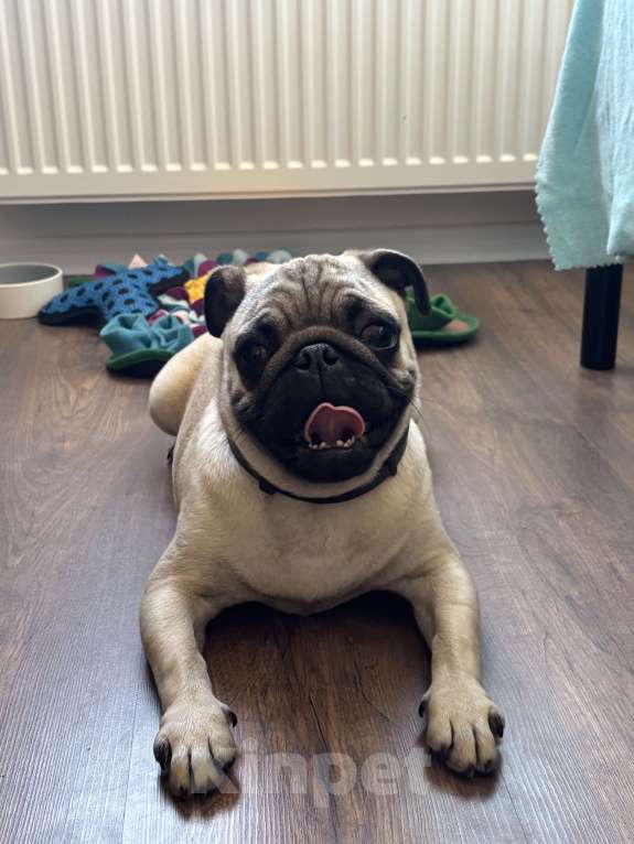 Собаки в Санкт-Петербурге: Щенок мопса Мальчик, 21 000 руб. - фото 3