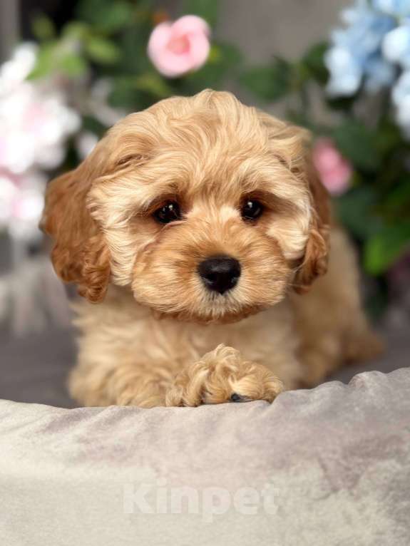 Собаки в Москве: Кавапу щенок Девочка, Бесплатно - фото 4