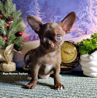 Варвара шоколадного окраса чихуахуа 