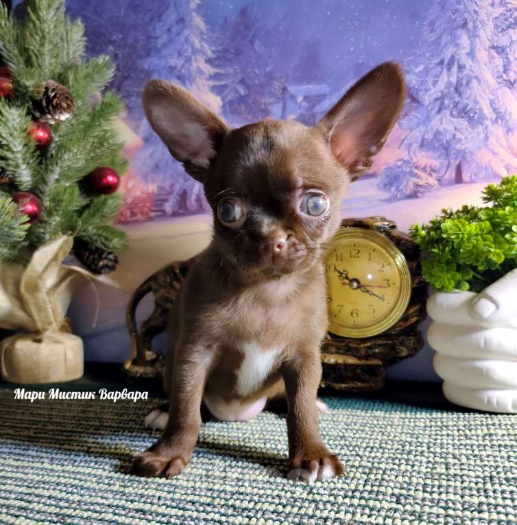 Собаки в Санкт-Петербурге: Варвара шоколадного окраса чихуахуа  Девочка, 100 000 руб. - фото 1