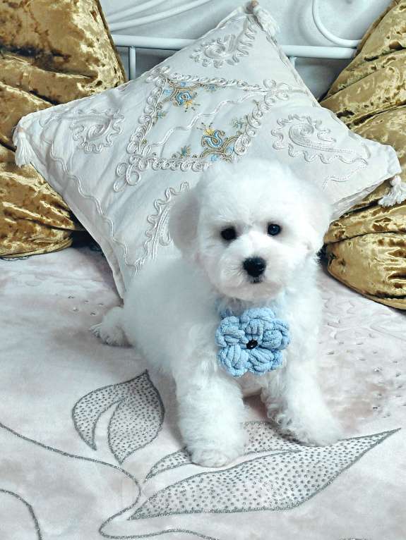 Собаки в Москве: Бишон Фризе Мальчик Чистокровный РКФ Москва Мальчик, 90 000 руб. - фото 1