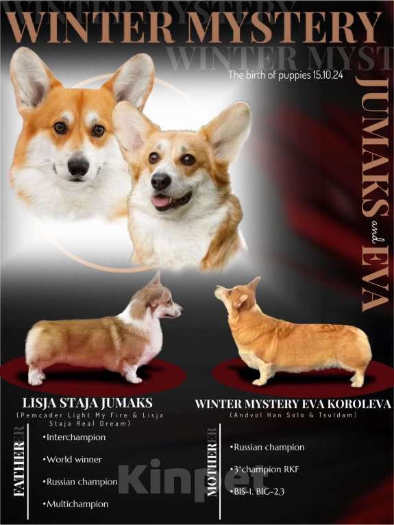 Собаки в Тюмени: Щенки Вельш корги пемброк Мальчик, 50 000 руб. - фото 2