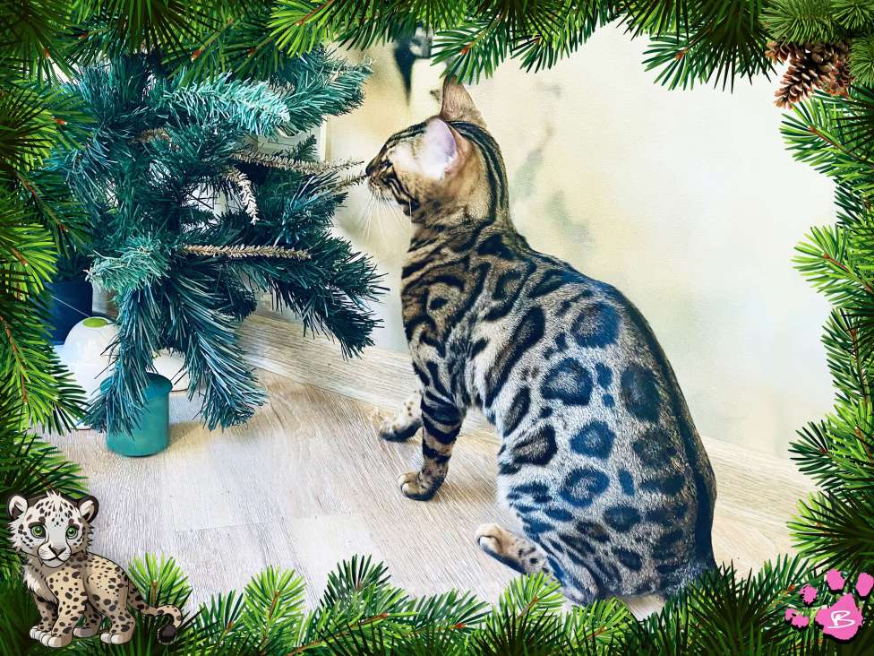 Кошки в Новосибирске: Клубная бенгальская кошечка Девочка, 15 000 руб. - фото 4