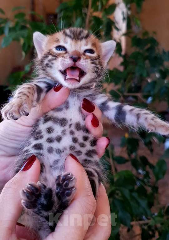 Кошки в Москве: Бенгальский котенок, мальчик Мальчик, 45 000 руб. - фото 4