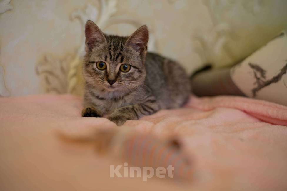 Кошки в Москве: Мелисса в поисках дома Девочка, Бесплатно - фото 5