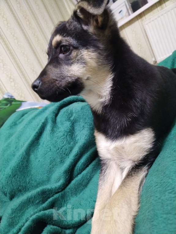 Собаки в Москве: Щенок в добрые руки. Девочка, Бесплатно - фото 4