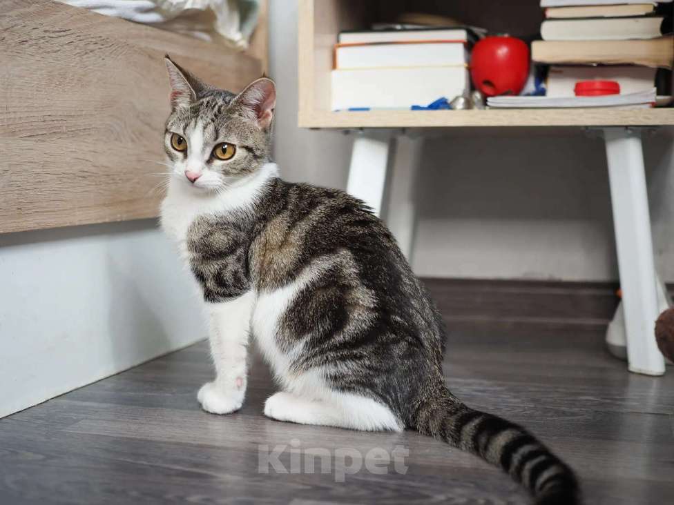 Кошки в Москве: Кошка Марта ищет дом Девочка, Бесплатно - фото 4