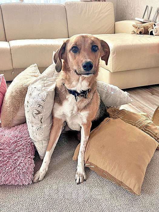 Собаки в Москве: Солнечная молодая собачка Шанти, отличный компаньон ищет дом Девочка, 10 руб. - фото 2