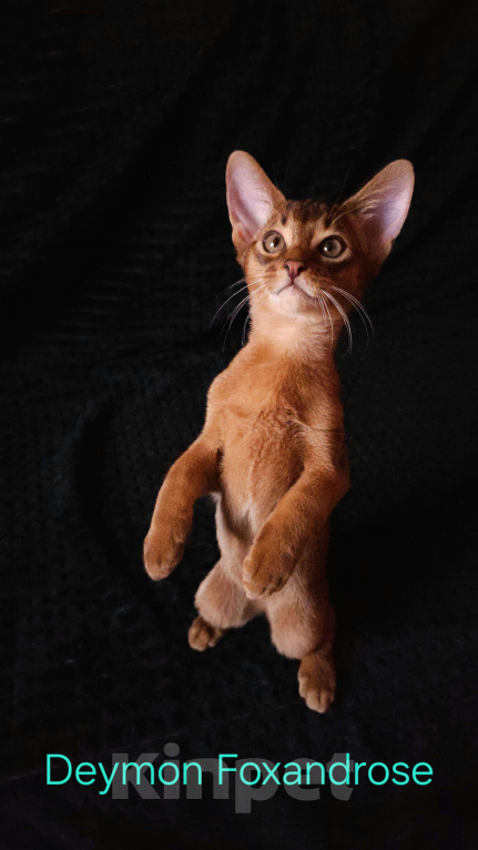 Кошки в Москве: Абиссинские котята Мальчик, 65 000 руб. - фото 1