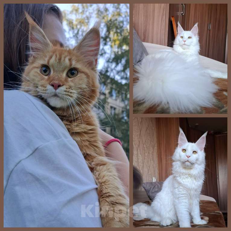 Кошки в Санкт-Петербурге: Мейн-куны от питомника Мальчик, 80 000 руб. - фото 5