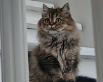 Кошки в Москве: Длинношертсная шотландская кошечка Девочка, 50 000 руб. - фото 1