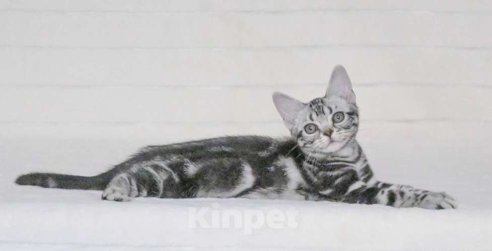 Кошки в Москве: Котенок американской короткошерстной породы Мальчик, 75 000 руб. - фото 3