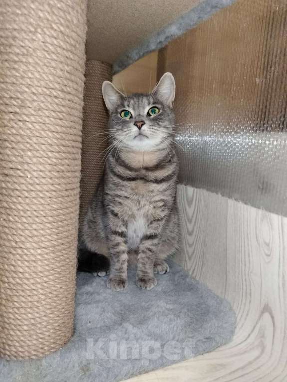 Кошки в Котельнике: Кошечка в добрые руки Девочка, Бесплатно - фото 6