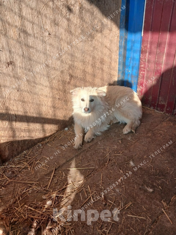 Собаки в Москве: Миниатюрная собачка в добрые руки Девочка, Бесплатно - фото 2