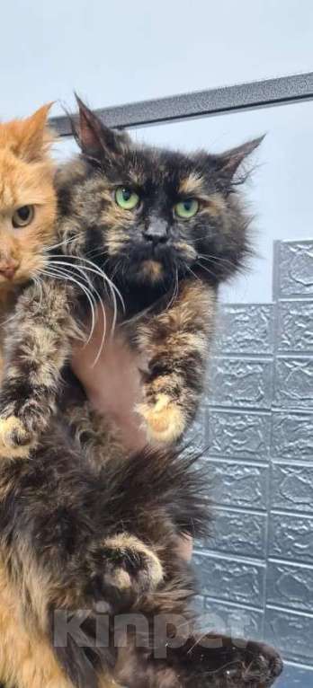 Кошки в Москве: Метис мейн-куна кошка Тори в дар Девочка, 1 руб. - фото 3