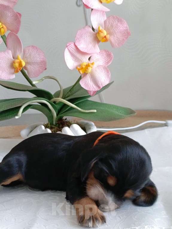 Собаки в Москве: Русский охотничий спаниель щенок мальчик Мальчик, 50 000 руб. - фото 2