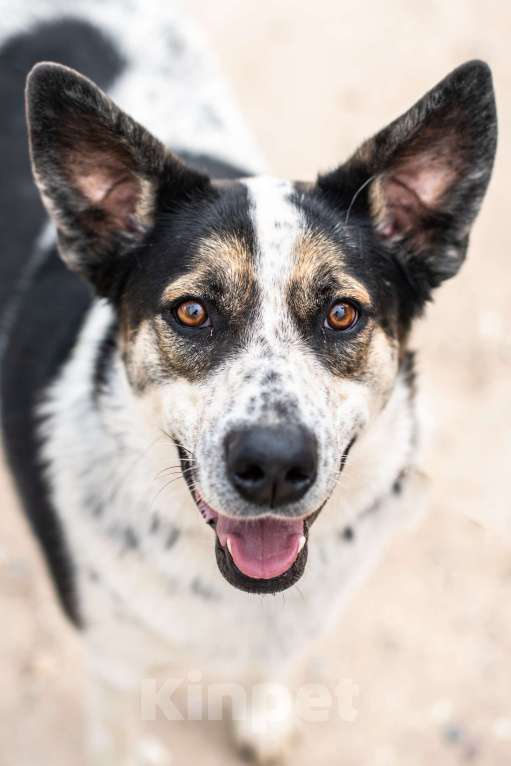 Собаки в Пушкино: Вольтик Мальчик, Бесплатно - фото 3