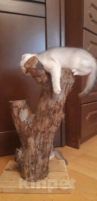 Кошки в Челябинске: Голубой шотландец Мальчик, 25 000 руб. - фото 7