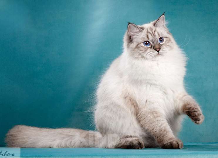 Кошки в Москве: Ласковая кошка Калинка Девочка, 1 000 руб. - фото 4