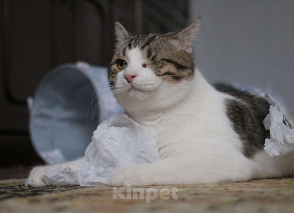 Кошки в Москве: Котенок Мишка  Мальчик, Бесплатно - фото 7