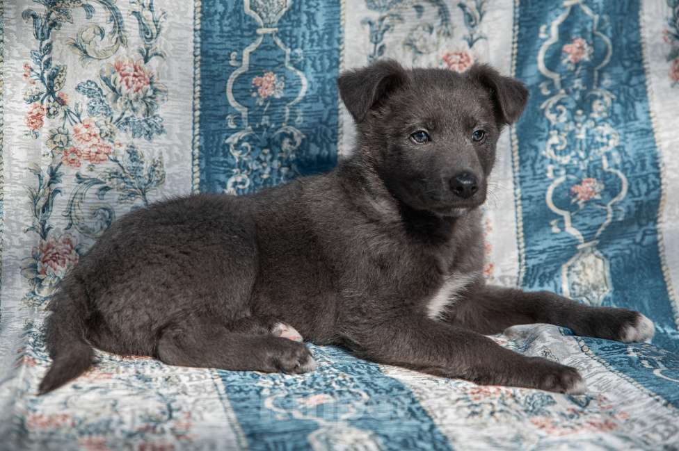 Собаки в Москве: Щенок 2х месяцев Бертон в добрые руки Мальчик, Бесплатно - фото 6