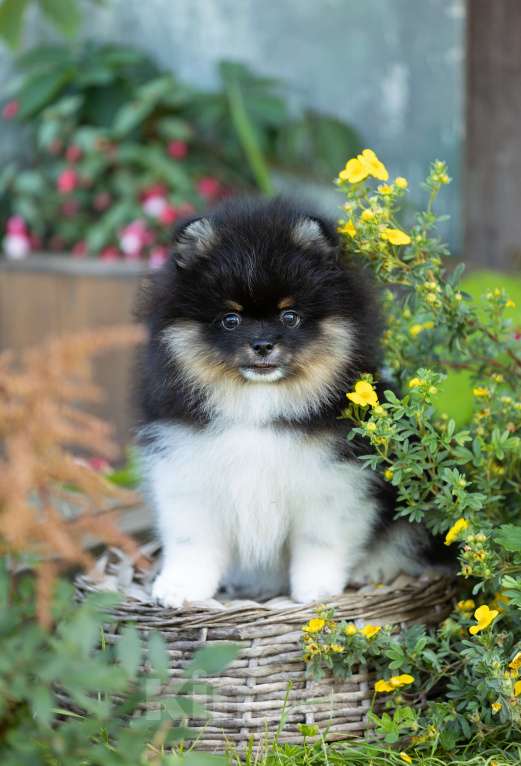 Собаки в Пушкино: Щенок триколор Мальчик, 110 000 руб. - фото 5