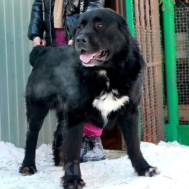 Собаки в Новосибирске: Щенок алабая девочка Девочка, 30 000 руб. - фото 4