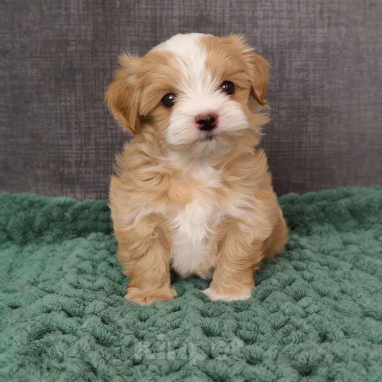 Собаки в Санкт-Петербурге: Щенок мальтипу Девочка, Бесплатно - фото 1